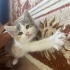 Sofia, 1 aylik yavru kedi. fotoğraf