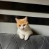 ACİİLL! ACİİLL! ŞİDDET GÖRDÜ SOKAKTAN KORKUYOR! fotoğraf