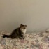 ÇOK ACİL YUVA ARIYOR fotoğraf