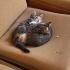 KARDEŞ KEDİLER YUVA ARIYOR fotoğraf