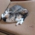 KARDEŞ KEDİLER YUVA ARIYOR fotoğraf