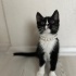 Smokin kedi minik hera