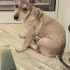 Cookie jack Russell melez küçük irk acil yuva fotoğraf