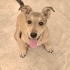 Cookie jack Russell melez küçük irk acil yuva fotoğraf