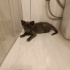 Muhtemelen cins kedi ufak çocukların elinden zorla alındı. fotoğraf