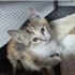 Calico cinsi minik kıza ömürlük yuva arıyorum fotoğraf