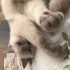 Uykucu ama bir o kadar da oyuncu ve meraklı