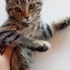 🐾 ACİL YUVA 🥲 5 Aylık Erkek Yavru Kedi 🐾 fotoğraf