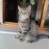 🐾 ACİL YUVA 🥲 5 Aylık Erkek Yavru Kedi 🐾 fotoğraf