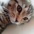 🐾 ACİL YUVA 🥲 5 Aylık Erkek Yavru Kedi 🐾 fotoğraf