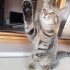 🐾 ACİL YUVA 🥲 5 Aylık Erkek Yavru Kedi 🐾 fotoğraf