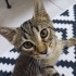 Acil yuva aranıyor fotoğraf