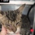 Ücretsiz sahiplenme görme engelli kedi acil yuva fotoğraf