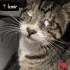 Ücretsiz sahiplenme görme engelli kedi acil yuva fotoğraf