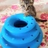 Ücretsiz sahiplenme pofidik yavru acil yuva fotoğraf
