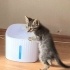 Ücretsiz sahiplenme pofidik yavru acil yuva fotoğraf