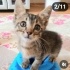 Ücretsiz sahiplenme pofidik yavru acil yuva fotoğraf