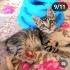Ücretsiz sahiplenme pofidik yavru acil yuva fotoğraf