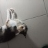 Cana yakın kedi