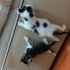 2 tane bebek kedi 45 günlük