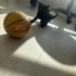 British Shorthair Annenin Esmer Yavrusu
