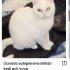 Ücretsiz sahiplenme British kedi acil yuva fotoğraf