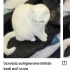 Ücretsiz sahiplenme British kedi acil yuva fotoğraf