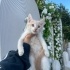 Evde büyüyen kedilerimize yuva arıyoruz fotoğraf