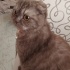 Scottish fold 3 yaşında dişi