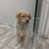 Ücretsiz sahiplenme golden melez,acil yuva fotoğraf