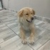 Ücretsiz sahiplenme golden melez,acil yuva fotoğraf