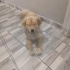 Ücretsiz sahiplenme golden melez,acil yuva fotoğraf