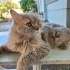 Yakışıklı british longhair