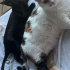 Kara kedi size de şana getirsin mi? fotoğraf