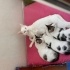 Yalnızlığınızı paylaşacak sevimli bir dost fotoğraf