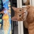 Tarçın'ın sevginize ihtiyacı var! Ona yuva olun 🐱🧡 fotoğraf
