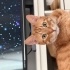 Tarçın'ın sevginize ihtiyacı var! Ona yuva olun 🐱🧡 fotoğraf