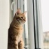 Tarçın'ın sevginize ihtiyacı var! Ona yuva olun 🐱🧡 fotoğraf