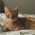 Tarçın'ın sevginize ihtiyacı var! Ona yuva olun 🐱🧡 fotoğraf