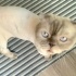 Scottish kedi acil yuva fotoğraf