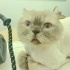Scottish kedi acil yuva fotoğraf