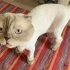 Scottish kedi acil yuva fotoğraf