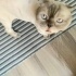 Scottish kedi acil yuva fotoğraf