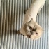 Scottish kedi acil yuva fotoğraf