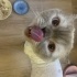 Scottish kedi acil yuva fotoğraf