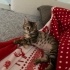 Minik korsanımıza yuva arıyoruz fotoğraf