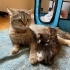 Tam bir prenses fotoğraf