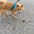 Spitz kızımıza ömürlük yuva fotoğraf