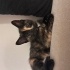 Hareketli aşırı zeki bir Kalika Kızı fotoğraf