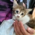 Dilekleri olduran kedi fotoğraf